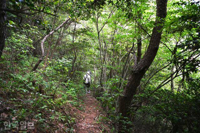 마을 뒤편으로 난 오솔길은 난대림이 터널을 이루고 있다.
