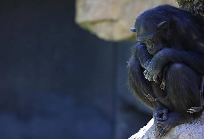 지난 16일(현지시간) 스페인 발렌시아 주 비오파크 동물원에서 죽은 새끼의 시신을 3개월간 데리고 다니는 침팬지 나탈리아가 바위 위에 앉아있다. 로이터=연합뉴스