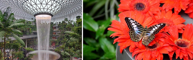 창이 공항의 쥬얼 창이 폭포와 나비 정원 / 사진=FLICKR