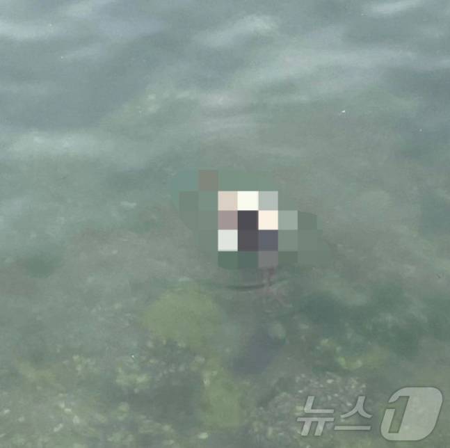 경남 통영시에서 학대받은 것으로 의심되는 동물 사체가 발견돼 시에서 조사에 나섰다./사진=뉴스1