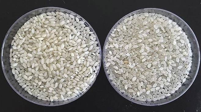 [부산=뉴시스] 부산시가 새로운 쌀을 개발하고 '황금예찬'이라는 이름으로 브랜드화 하기로 했다. 왼쪽이 '황금예찬', 오른쪽이 기존에 주로 유통되던 '새일미'. (사진=부산시 제공) 2024.05.22. photo@newsis.com  *재판매 및 DB 금지