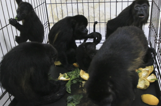 21일 구조된 ‘과테말라검은짖는원숭이’가 케이지 안에서 과일을 먹고 있다. AP통신