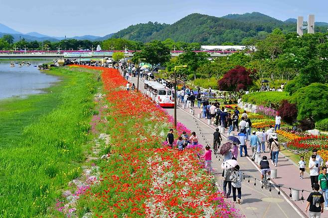 장성 황룡강 길동무 꽃길축제 [전남 장성군 제공. 재판매 및 DB 금지]