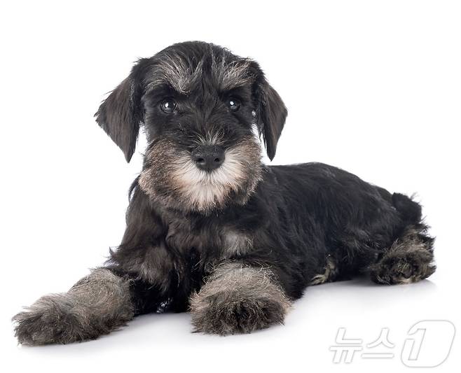 슈나우저 종의 강아지(사진 이미지투데이) (사진은 기사 내용과 무관함) / 뉴스1 ⓒ News1