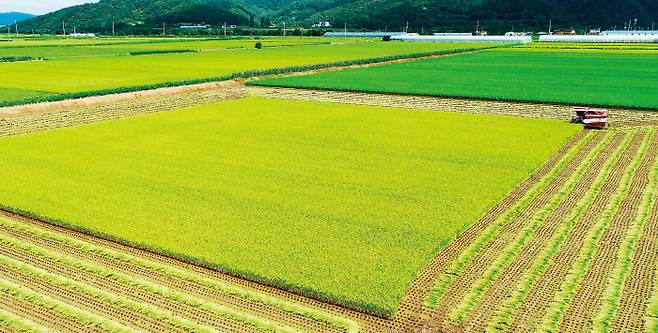 최근 10년간 1인당 쌀 소비량은 연평균 2.2%씩 감소하고 있다.