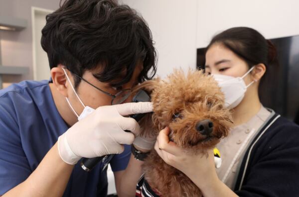 서울 강남 동물병원에서 반려동물 피부질환을 치료하고 있다 / 뉴스1