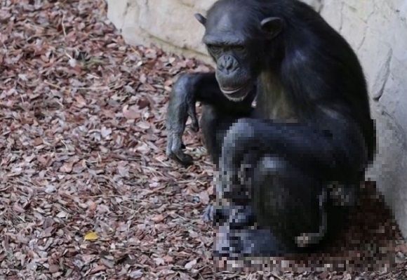 3개월 전 죽은 새끼를 데리고 다니는 침팬지 '나탈리아. 바이오파크 동물원 홈페이지