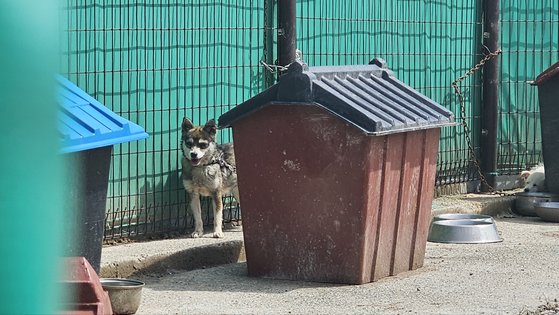 산청 위탁 동물보호센터 마당에 묶인 보호견. 줄이 짧아 개집 옆으로 진 그늘까지 가지 못하고 땡볕에 헉헉거리고 있다. 이 보호견은 입양 공고에서 찾아볼 수 없었다. 산청=정은혜 기자