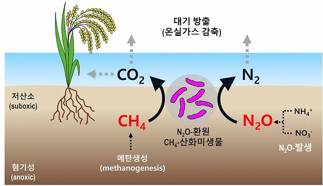 환경생태계에서의 단일 미생물에 의한 메탄산화 및 아산화질소환원.[충북대학교 제공]