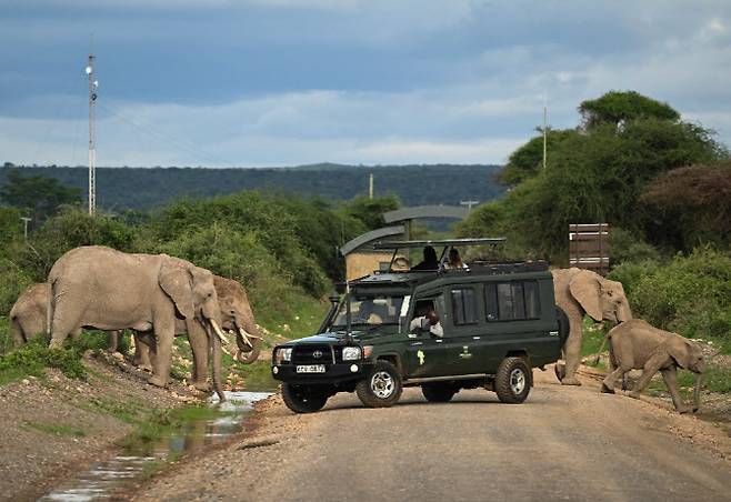 아프리카 케냐의 암보셀리 국립공원에서 코끼리들이 길을 건너고 있다. (사진=AFP)