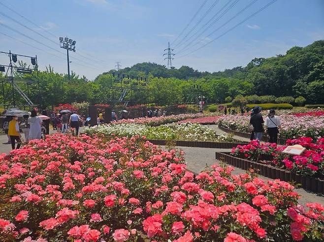 제16회 울산대공원 장미축제를 찾은 관람객들이 장미원을 둘러보고 있다. ⓒ데일리안 정진주 기자