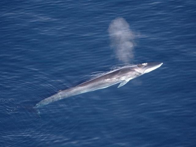 일본이 상업 포경에 멸종위기종 참고래(사진)를 추가한다고 밝히자 국내외에서 비판이 일고 있다. 위키피디아 캡처
