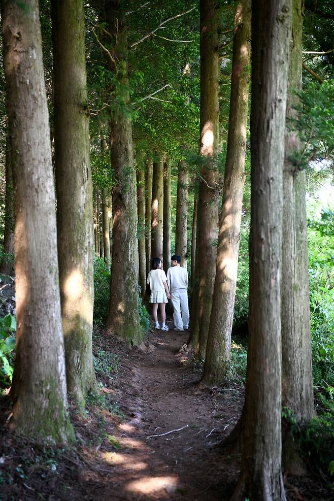 물영아리오름 삼나무숲길.