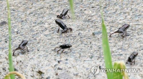 망월지 새끼 두꺼비 [연합뉴스 자료사진. 재판매 및 DB 금지]