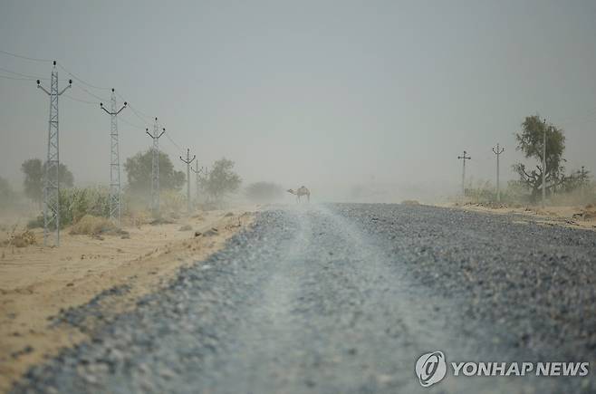 폭염 속에 도로를 가로지르는 낙타 (바르메르[인도 라자스탄주] 로이터=연합뉴스) 낙타 한 마리가 2024년 4월 26일(현지시간) 인도 북서부 라자스탄주 바르메르 지역에서 폭염 속에 건설중인 도로를 가로지르고 있다.