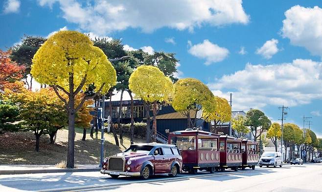 은행나무 가로수를 동그랗게 다듬은 수원 창룡대로./수원시