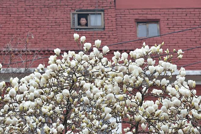 쪽방 촌에도 목련이 피었다. 정 씨(48)가 옥탑방 작은 창문으로 목련을 보고 있다.(2019)/ 사진가 김원