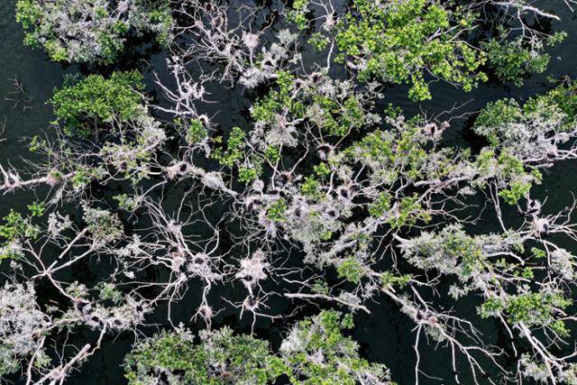 22일 민물가마우지가 집단 번식 중인 충남 서천군의 한 저수지 수면 위로 백화한 나무가 그물처럼 보인다.