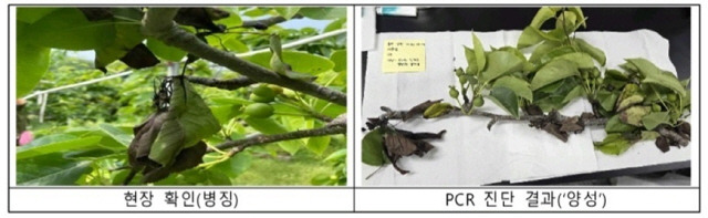 ▲ 과수화상병이 발생한 홍천의 한 농가 과원.