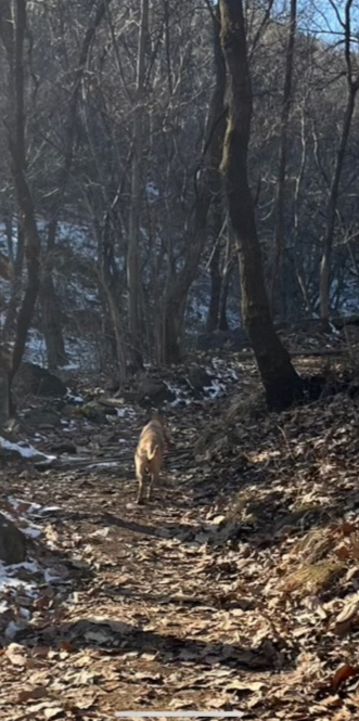 반려견 샌디가 죽은, 구리시 용마산 등산로 인근에서 사냥개가 돌아다니고 있어 주민이 찍었다는 사진. 사냥개인지 들개인지는 명확히 확인되지 않았다./사진=샌디 보호자 제공