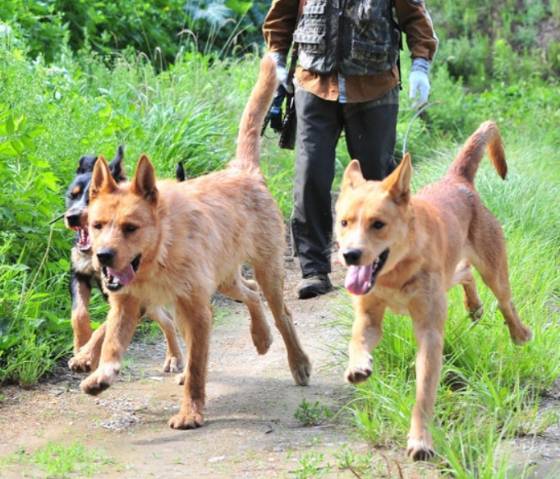 2015년, 포항에서 유해조수포획기동반이 사냥견과 함께 농작물 피해를 입힌 멧돼지 포획에 나서는 모습. 기사 내용과는 무관함, 이해를 돕기 위한 사진./사진=뉴스1