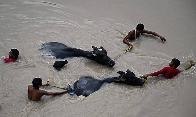 지난 2023년 7월 12일(현지시간) 몬순(우기) 폭우로 45년 만에 최악의 홍수가 발생한 인도 뉴델리 야무나강에서 검은 소 세 마리가 주민들에 의해 구출되고 있다. AFP연합뉴스