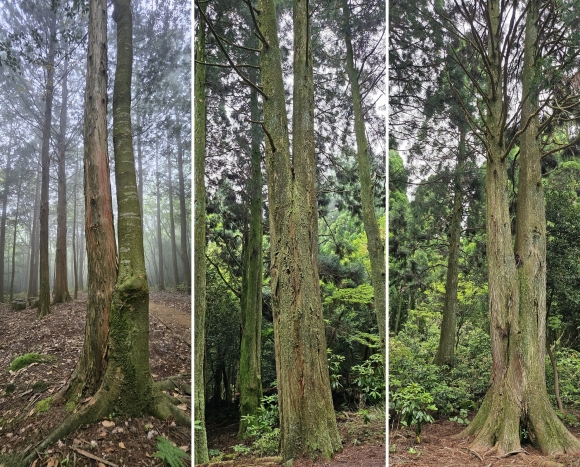 4·3때 이 나무들은 못 생겨서 살아남아 지금은 아름다운 생명상을 받은 숲으로 사랑받고 있다. 제주 강동삼 기자
