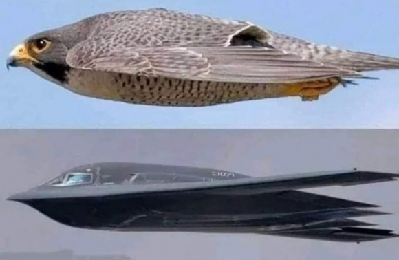 B-2 스피릿과 새의 비행 모습 비교 사진