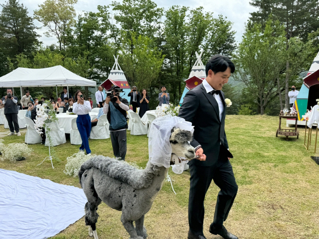 ▲ 알파카, 앵무새들이 함께한 특별한 결혼식이 26일 알파카월드에서 열렸다. 유승현