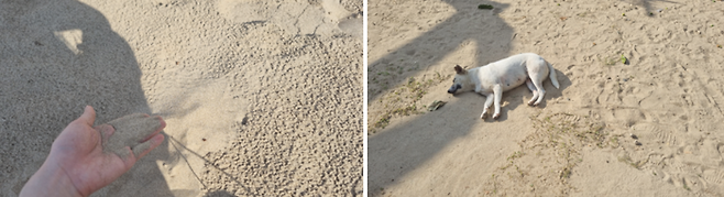 사방 해변의 깨끗하고 고운 모래톱과 낮잠 자는 개/ 사진=김혜성 여행+ 기자