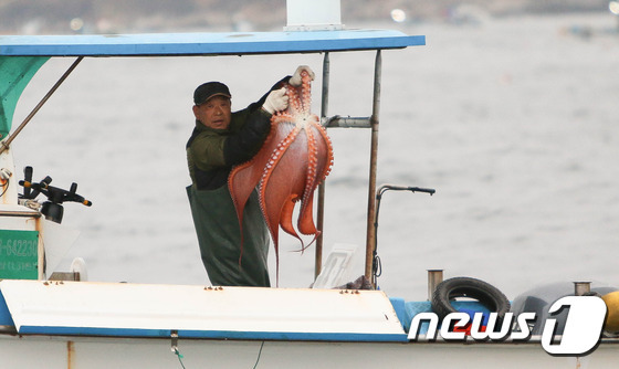 고성 저도어장 문어 자료사진.