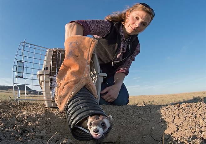 과학자가 보호센터에서 번식시킨 검은발족제비를 자연에 풀어주고 있다. /세계자연기금