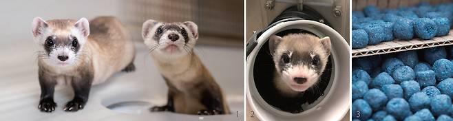 1 36년 전 냉동한 암컷 검은발족제비 세포로 복제한 노린(왼쪽)과 안토니아. /미 어류야생동물보호국 2 2020년 최초로 복제한 검은발족제비인 엘리자베스 앤. 생식기에 문제가 있어 후손을 낳지 못했다. /미 어류야생동물보호국 3 땅콩버터 맛이 나는 페스트 백신. 검은발족제비는 페스트에 걸린 프레리도그를 잡아 먹어 개체 수가 급감했다. 미국정부는 프레리도그에게 이 백신을 살포해 검은발족제비를 보호할 계획이다. 프레리도그가 쉽게 알아볼 수 있도록 백신을 파란색으로 염색했다. /세계자연기금