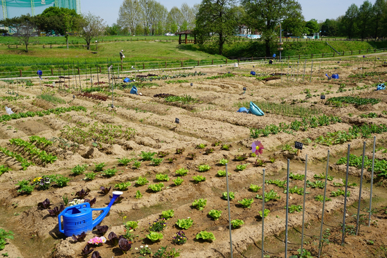 Suwon Tap-dong's Citizen Farm's farmland is divided into individual plots of land that are assigned to families through an annual lottery system. [KIM O-SEONG]