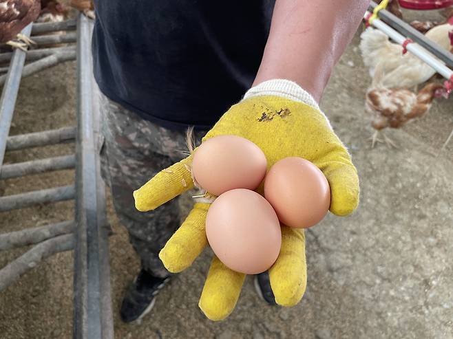 자연방사한 닭이 낳은 달걀. 전새날 기자