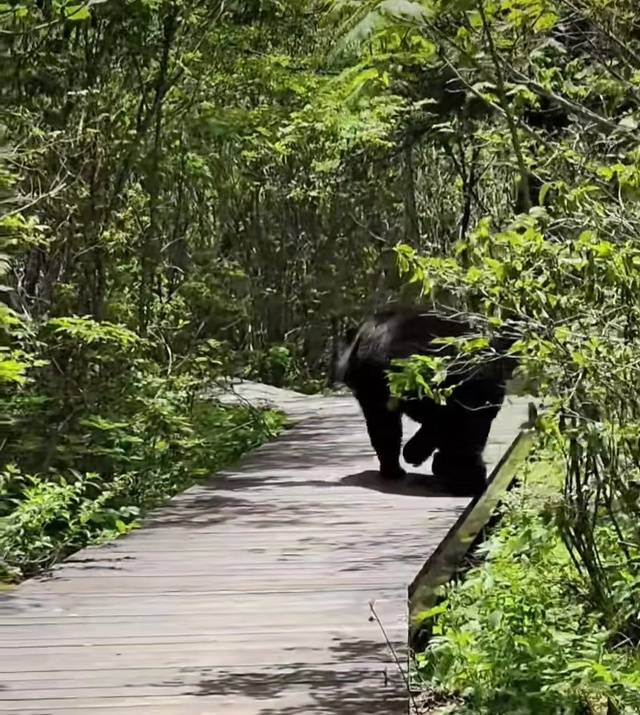 지리산 벽소령 대피소 근처에서 마주친 반달가슴곰의 모습. @aanna0207