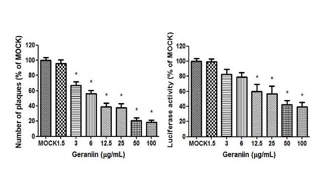 제라닌의 1형 단순포진 바이러스 플라크 및 루시페레이스 감소 효과를 나타낸 그래프.(제공= 제넨셀)