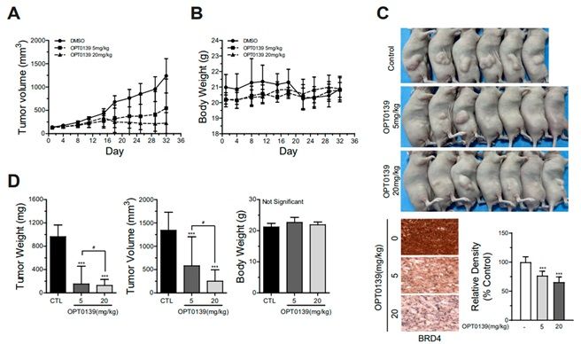 ⓒSKOV3 세포주 주입을 한 마우스 이종이식 모델에서 OPT-0139의 항암 효과 확인 (출처: BRD4 억제제의 상피 난소암 항암효과)