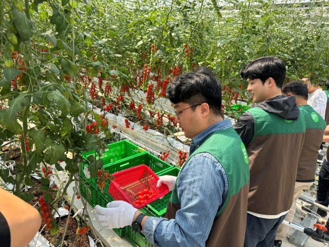 경기도 여주시에 있는 푸르메소셜팜에서 GS더프레시 임직원들이 방울토마토 수확 봉사활동을 하고 있다./GS리테일