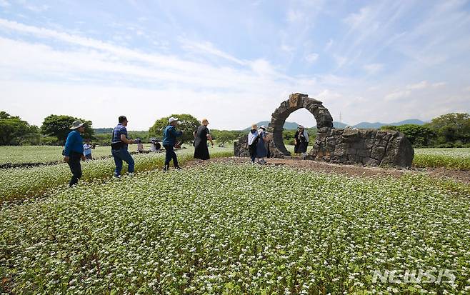 [제주=뉴시스] 우장호 기자 = 제주시 조천읍 와흘메밀마을을 찾은 관광객들이 활짝 핀 메밀꽃을 감상하고 있다. 2024.05.23. woo1223@newsis.com