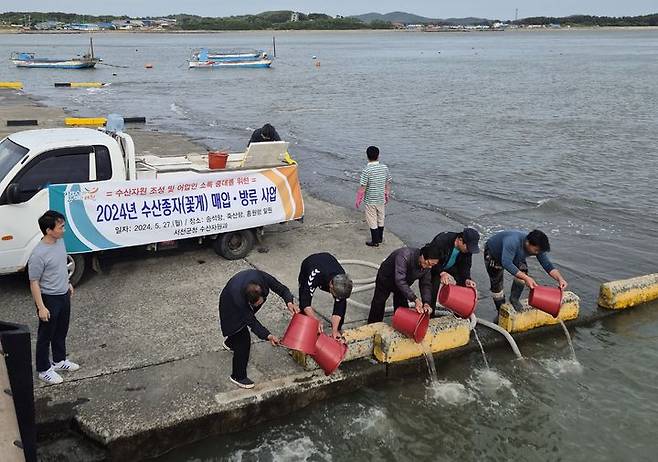 [서천=뉴시스] 조명휘 기자 = 충남 서천군이 항구 연안에 꽃게 종자를 방류하고 있다. (사진= 서천군 제공) 2024.05.28. photo@newsis.com *재판매 및 DB 금지