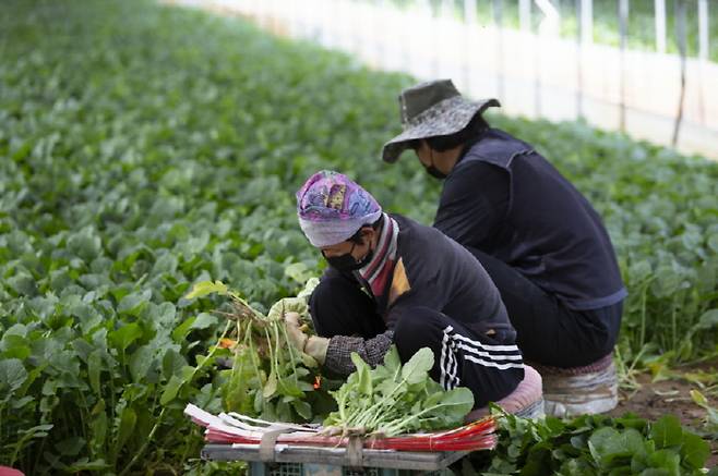 고양시, '일산열무' 생산농가 ⓒ고양시 제공