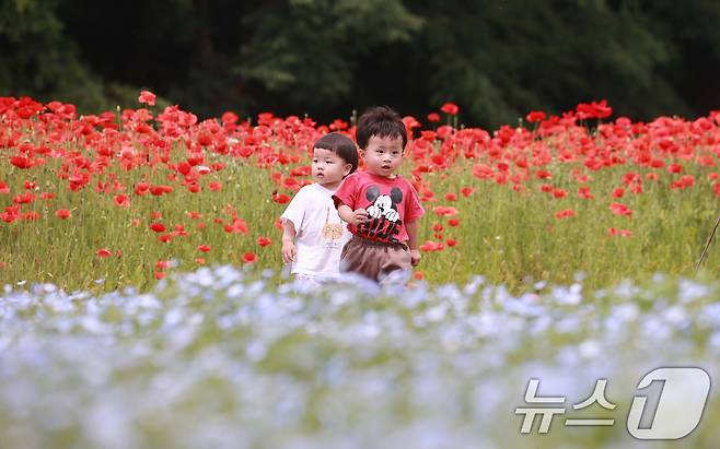 28일 경남 함양군 상림공원을 찾은 어린이들이 양귀비꽃을 구경하며 즐거운 시간을 보내고 있다. (함양군 김용만 제공) 2024.5.28/뉴스1