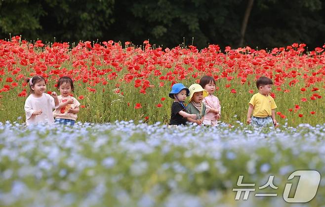 28일 경남 함양군 상림공원을 찾은 어린이들이 양귀비꽃을 구경하며 즐거운 시간을 보내고 있다. (함양군 김용만 제공) 2024.5.28/뉴스1