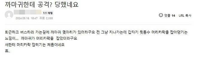 까마귀에게 공격 당했다는 글. /네이버 카페