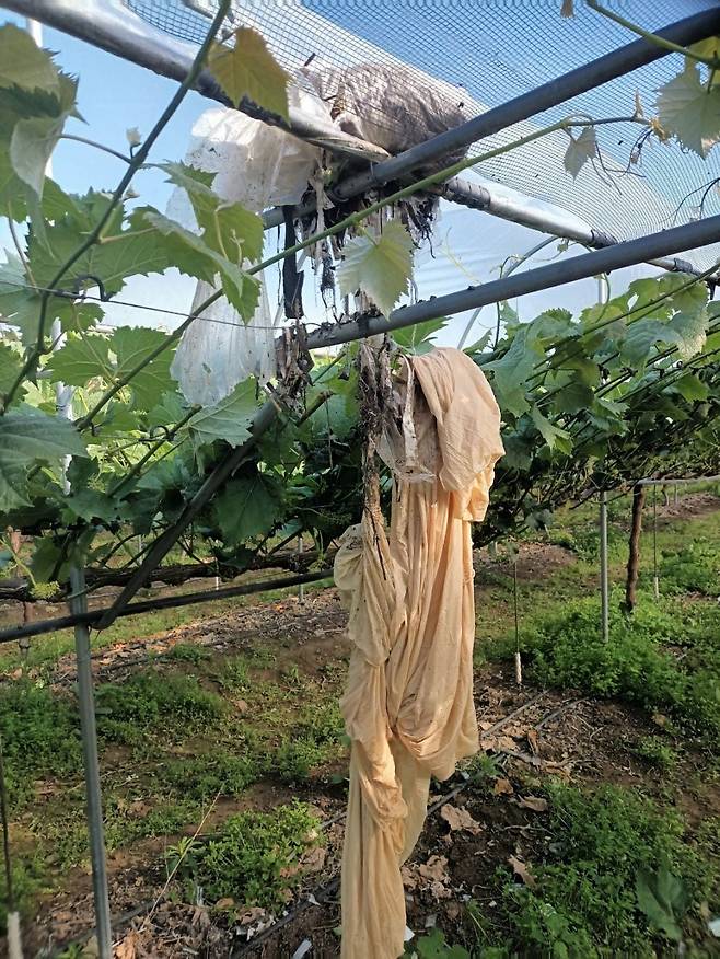 (영천=뉴스1) 정우용 기자 = 북한이 날려 보낸 것으로 추정되는 '오물 풍선'이  29일 경북 영천시 대전동 한 포도밭에 떨어져 경찰과 군 당국이 조사에 나섰다.(독자 제공) 2024.5.29/뉴스1