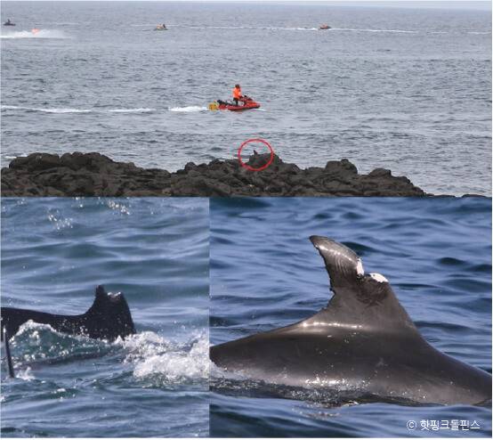 선박에 의해 상처 입은 돌고래의 등지느러미. 핫핑크돌핀스 제공