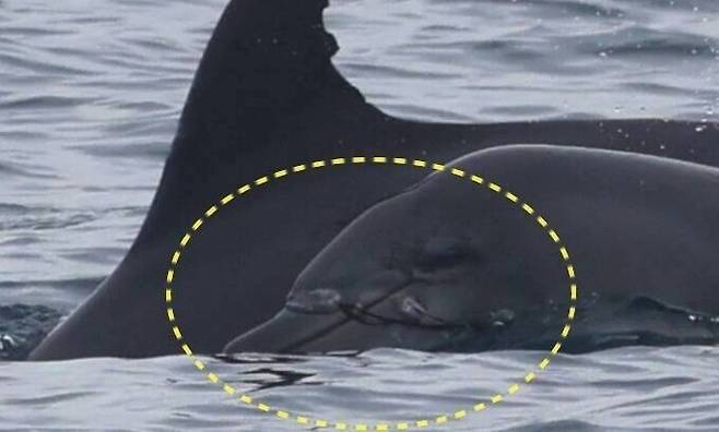 지난해 11월 초 폐어구로 고통받고 있는 제주 남방큰돌고래 ‘종달이’가 발견됐다. 지난 1월 낚시줄 일부를 끊어냈지만, 여전히 입과 꼬리에 낚시도구들이 얽혀있는 상태다. 제주돌고래 긴급구조단 제공