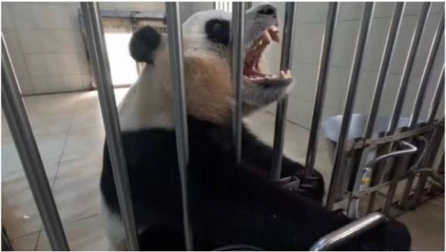 푸바오 최근 모습. 볼에 경련이 일어난 듯한 모습으로 우려를 자아냈다. (사진=신화통신 캡처)