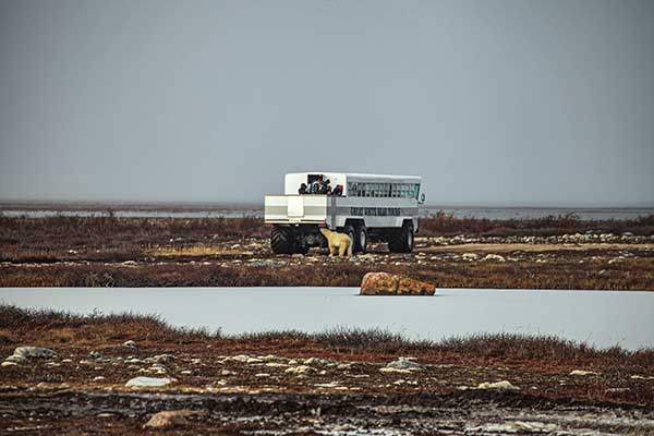 차량 밑으로 달라붙는 북극곰.